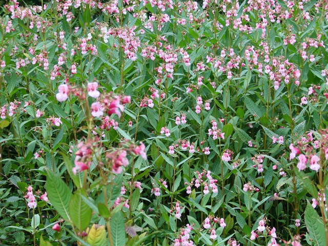 Neophyt Drüsiges Springkraut