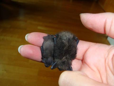 Fledermaus Findling