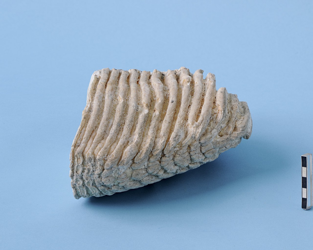 Mammutbackenzahn