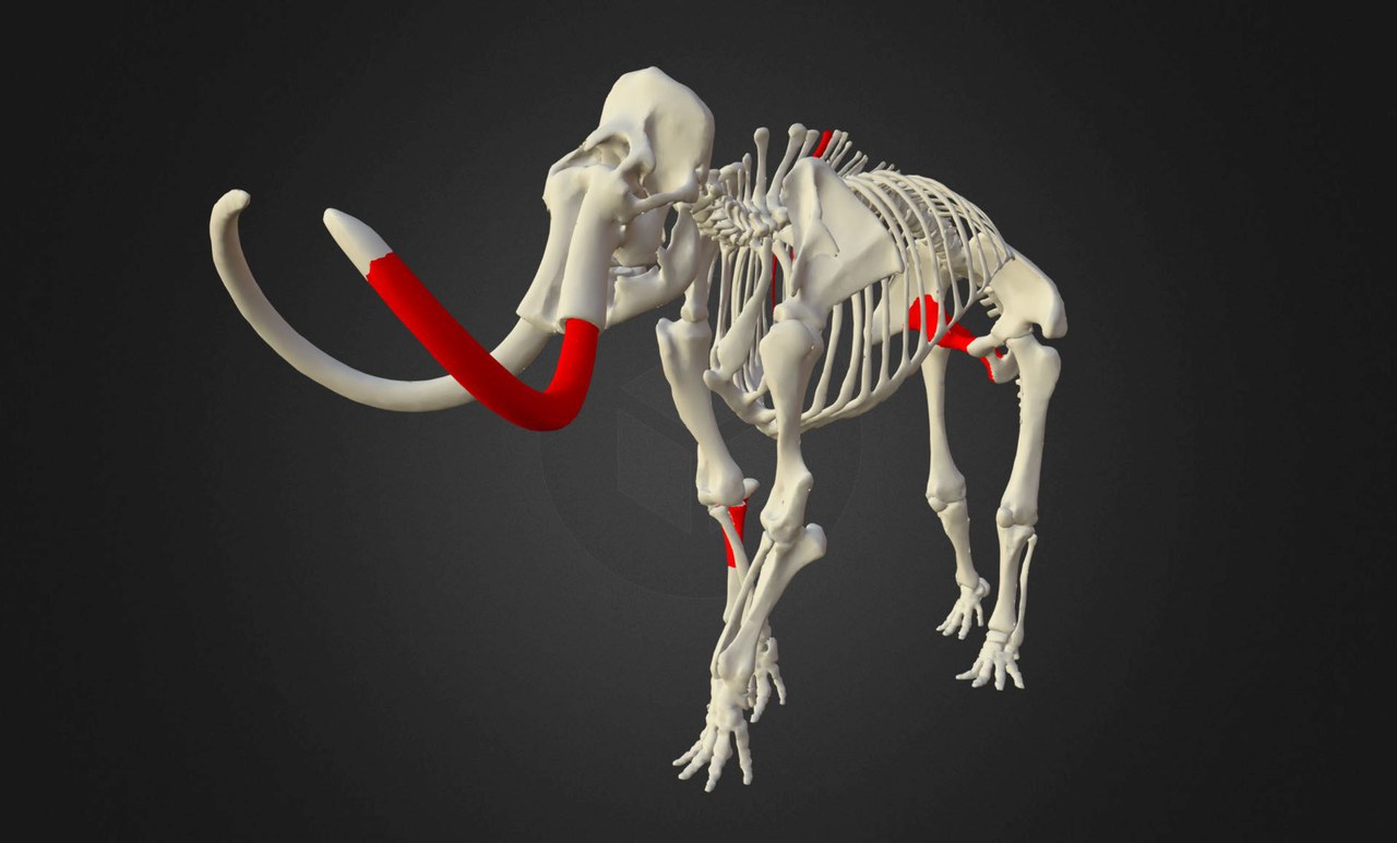 Modell Mammut
