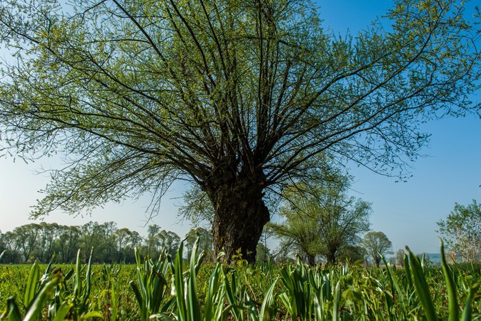Baum in Hünenberg