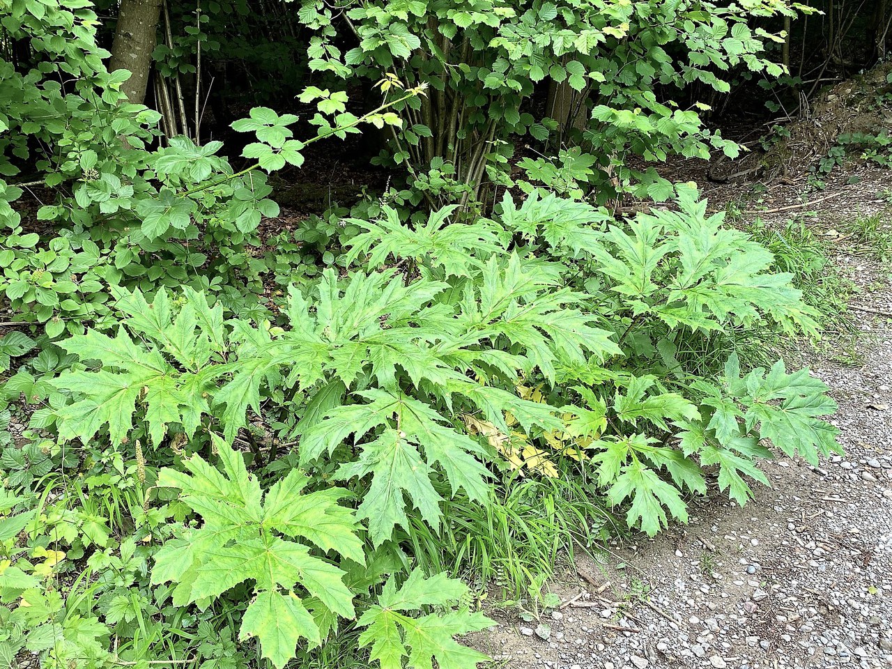 Heracleum mantegazzianum und Solidago canadensis Copyright: AWEL, Sektion Biosicherheit.