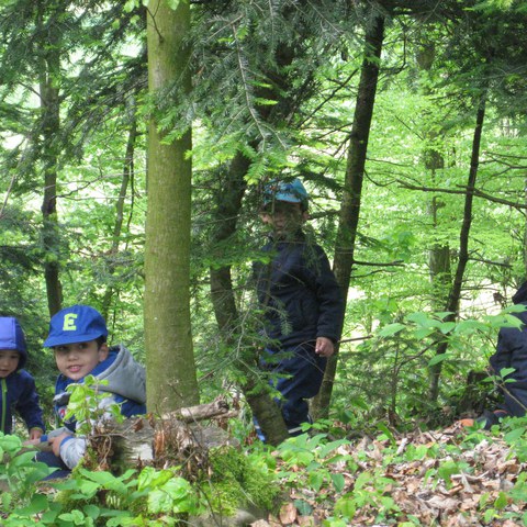 Im Wald.JPG