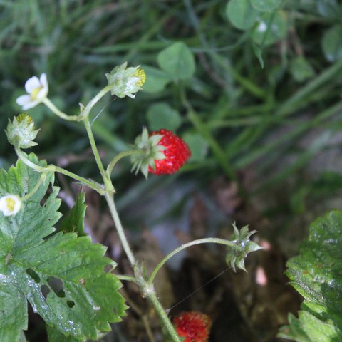 Erdbeeren.JPG