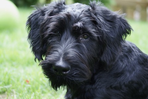 Junger Hund