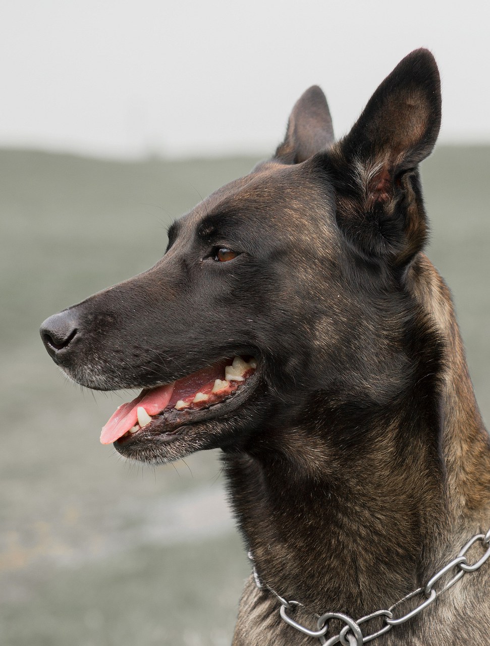 Diensthund Pango vom Urnerland