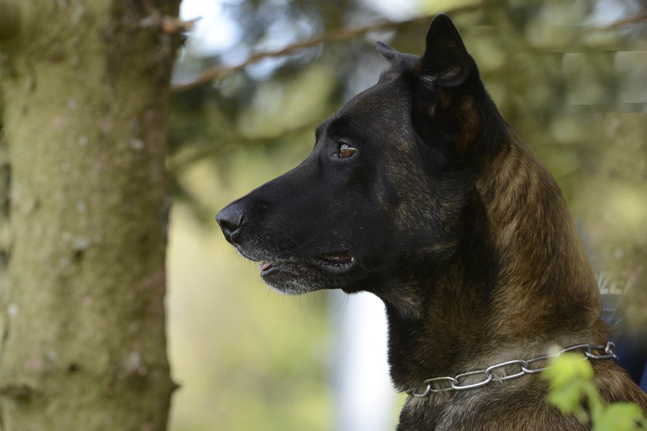 Polizeihund Pango stoppt Einbrecherin