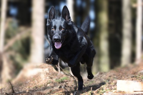 Zug, 22. Juli 2016, 11:10