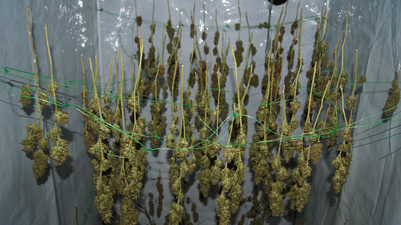 Knapp 1'400 Gramm Marihuana sichergestellt