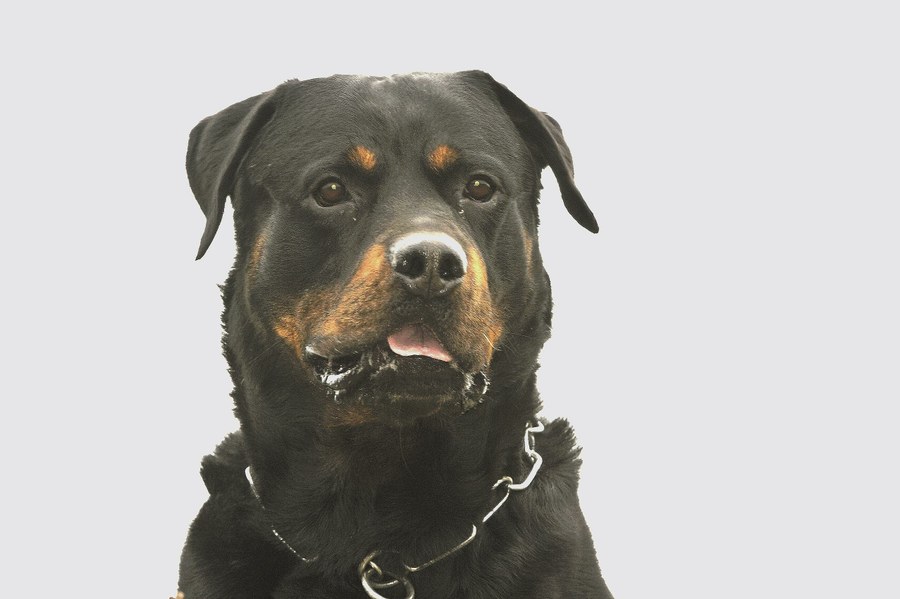 Polizeihund Arco